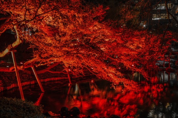 Autumn colors light up the Japanese garden. Shooting Location: Tokyo metropolitan area