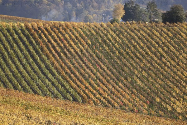Vineyards in Autumn, View from the Wartberg, Heilbronn, Baden-Württemberg, Germany, Europe