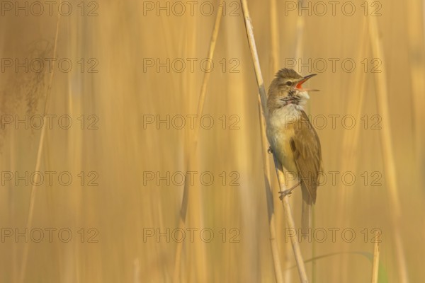 Reed warbler, (Acrocephalus arundinaceus), reedbed perch, biotope, habitat, animals, birds, songbird, reed warbler genus, Lobau, Vienna, Donaustadt, Vienna, Austria, Europe