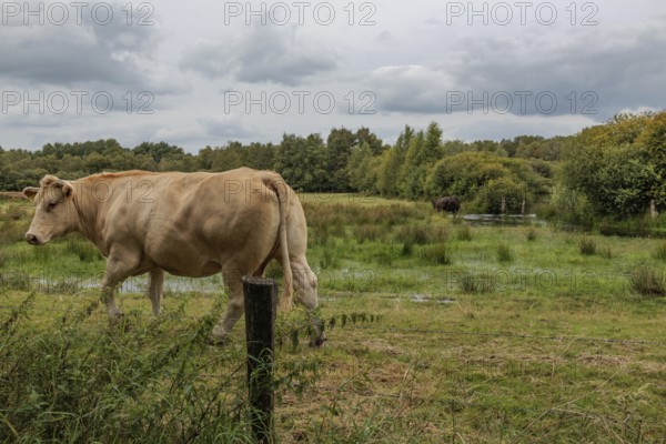 Cow on a wide, green pasture in a partly cloudy sky, Eibergen, Gelderland, Netherlands