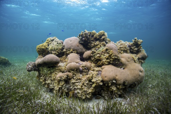 Vibrant coral reef surrounded by clear blue water and sea grass, showcasing diverse marine life, patch reef with branching and hard corals within a bed of sea grass, coral reef, Eleuthera, Bahamas, Central America