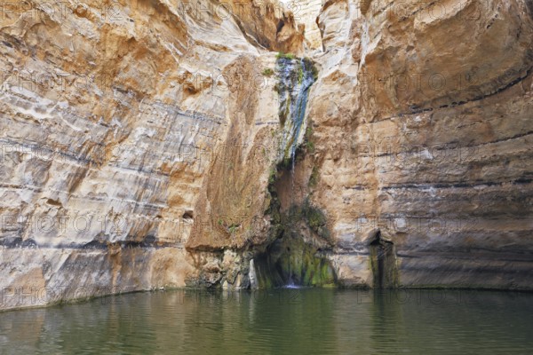 Canyon Ein Avdat in Israel. Thin jet waterfall form cold lake. Sandstone canyon walls form round bowl