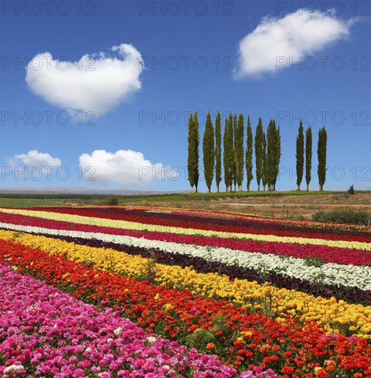 Field of multi-colored decorative buttercups Ranunculus Bloomingdale. On the horizon is growing cypress alley. Flowers planted with broad bands of bright colors - red, yellow and pink