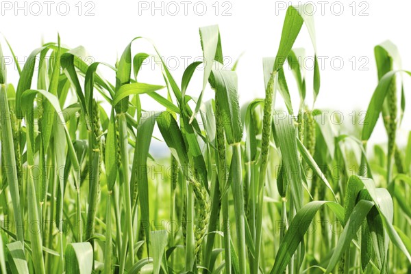 Green wheat on white background. Close up ears