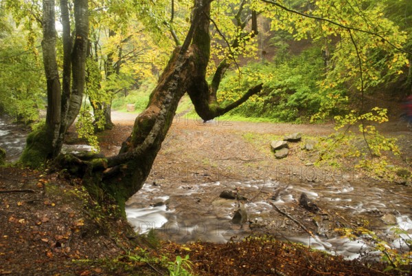 Autumn park with river is running down in autumnal forest