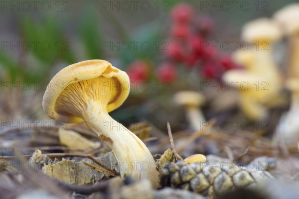 Mushroom formerly Armillaria ostoyae in the forest