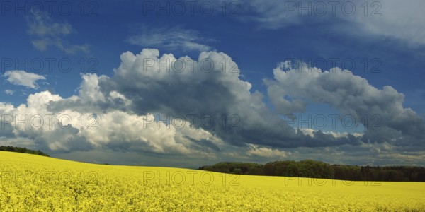 Panorama, storm clouds over a rape field