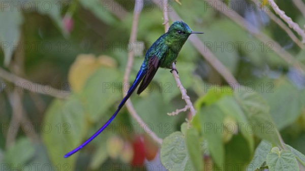 Green hummingbird with a long tail perched on a vine surrounded by green foliage, Long-tailed sylph, (Aglaiocercus kingii), Guayabetal, Cundinamarca, Colombia, South America