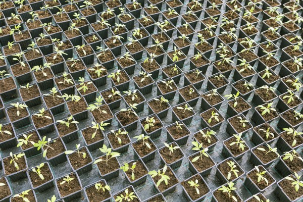 Rows of Potted Seedlings in Greenhouse
