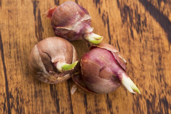 Tree onions, topsetting onions, walking onions or Egyptian onions Allium proliferum