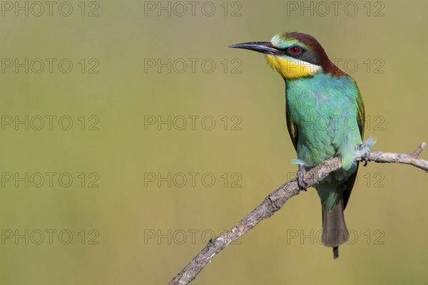 Bee-eater, (Merops apiaster), Animals, Birds, Raptor family, Perching station, Muselievo, Muselievo, Pleven, Bulgaria, Europe