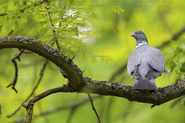 Wood pigeon, animals, birds, pigeon, pigeon family, (Columba palumbus), Pigeon ramier, Mannheim, Baden-Württemberg, Federal Republic of Germany