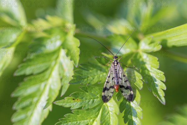 Common scorpionfly, (Panorpa communis), animals, insects, flies, fly, supervision, Lake Neusiedl, Andau, Burgenland, Austria, Europe
