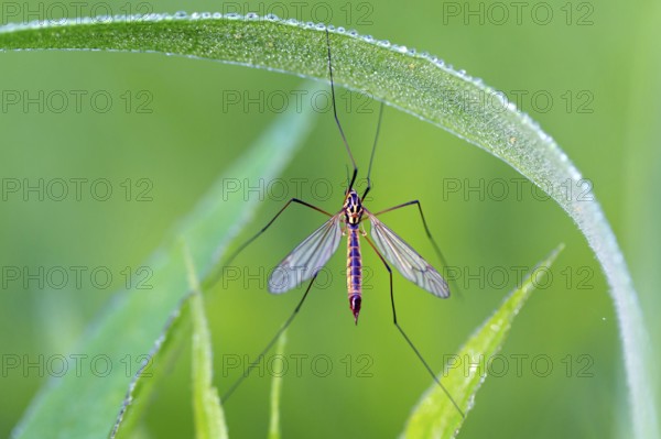 Nephrotoma appendiculata, (Nephrotoma appendiculata), animals, insects, gnats, Lake Neusiedl, Andau, Burgenland, Austria, Europe