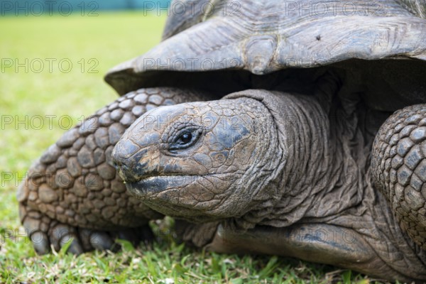 Aldabra giant tortoise (Aldabrachelys gigantea, Syn.:Geochelone gigantea, Dipsochelys elephantina, Dipsochelys dussumieri), 23 coloured earth nature park, 23 coloured earth park, La Vallee des Couleurs, Indian Ocean, island, Mauritius, Africa