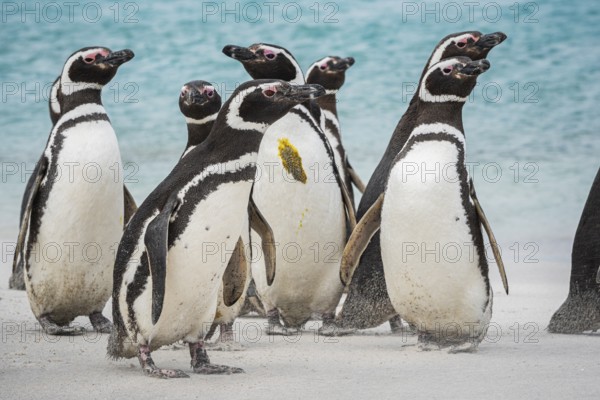 Magellanic penguins (Sphreniscus magellanicus), group on a beach, Bleaker Island, Falkland Islands, Great Britain, South Atlantic, South America