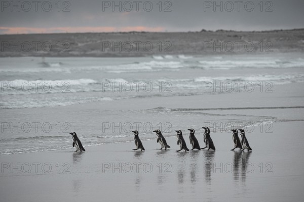 Magellanic penguins (Sphreniscus magellanicus), group in the morning light on their way to sea, Volunteer Point, Falkland Islands, Great Britain, South Atlantic, South America