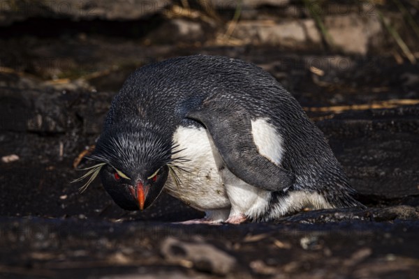 Rockhopper penguin (Eudyptes chrysocome) drinking at a water source, Bleaker Island, Falkland Islands, Great Britain, South Atlantic, South America