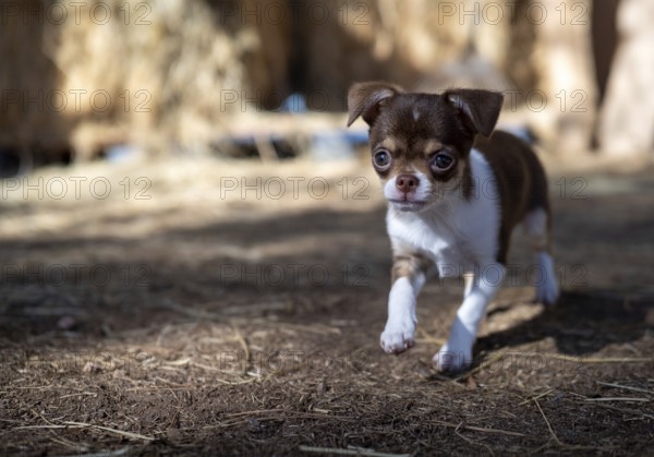 A brown and white Chihuahua puppy takes cautious steps on a straw-covered ground, exploring with determination