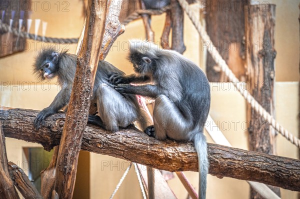 Two spectacled langurs (Trachypithecus obscurus) sitting on a tree trunk, one grooming the other, Erfurt, Thuringia, Germany, Europe