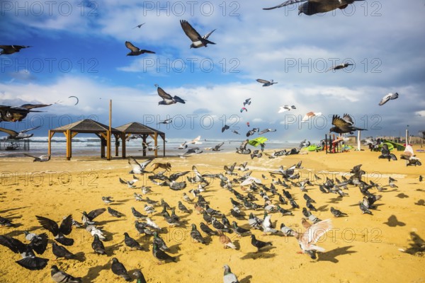 The big pack of pigeons flies up from a sandy beach. Windy winter day on the Mediterranean Sea