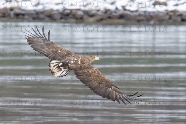 White-tailed eagle (Haliaeetus albicilla), Lofoten, Norway, Europe