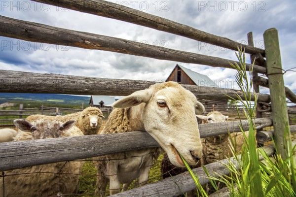 Flock of sheep at Williams Lake British Columbia Canada