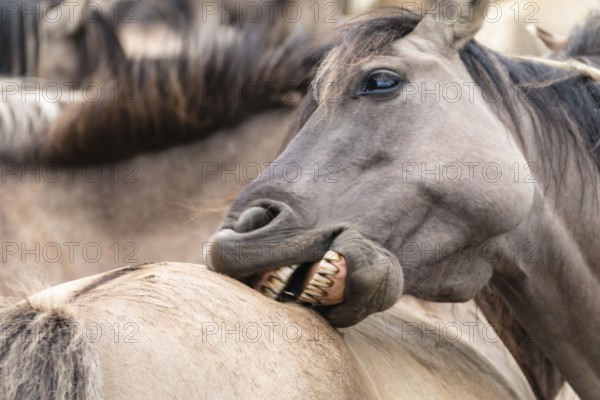 The Dülmen horses live wild near Dülmen, in the Merfelder Bruch nature reserve in North Rhine-Westphalia. The eel line on their backs is a typical feature of these wild horses. Wild live the Dülmen horses near Dülmen, in the nature reserve Merfelder Bruch, North Rhine-Westphalia. A characteristic feature of the wilds is the eel on the back