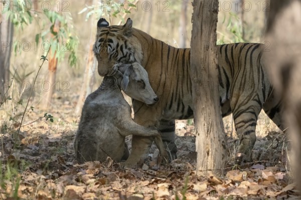 Tiger (Panthera tigris), Bengal tiger or Indian tiger, big cat (Pantherinae), carnivore (Carnivora), highly endangered, a male tiger with a facial injury has killed a young cattle, Bandhavgarh National Park, tiger reserve, Madhya Pradesh, Vindhya Mountains, India, Asia