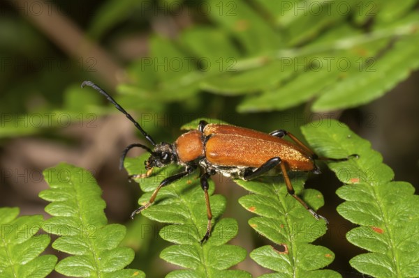 Brown red-necked beetle crawling on a fern leaf in front of a blurred background