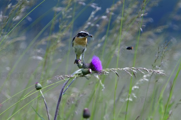 Male Whinchat on a maeadow in spring. Whinchat on a perch
