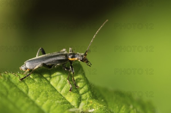 Cantharis obscura (Cantharis obscura)