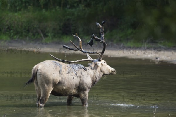 Male elaphure deer throwing with mud in water