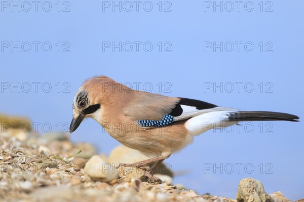 Eurasian jay in nature near water