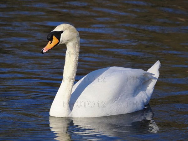 Swimming white swan (Cygnus), Mute swan, North Rhine-Westphalia, Germany, Europe