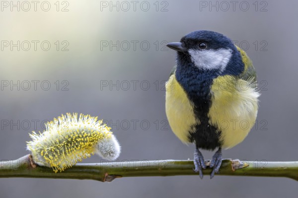 Great tit (Parus major) sitting on a willow branch next to a willow blossom, orchard, Upper Rhine, Germany, Europe