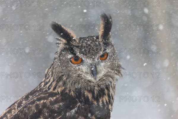 A captive Eurasian eagle owl (Bubo Bubo) at bird of prey nature reserve in winter with snow on the ground an gently falling