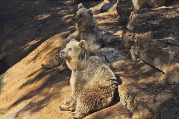The big brown bear posing for the visitors in the park - safari