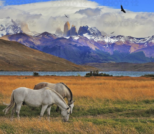 Lake Laguna Azul in the mountains. On the shore of Laguna Azul grazing horses. Impressive landscape in the national park Torres del Paine, Chile, South America
