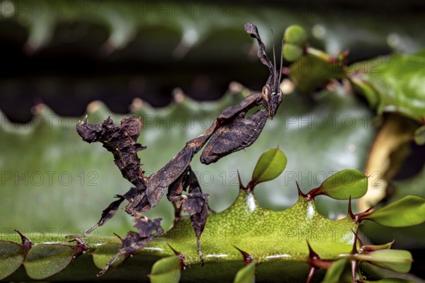 A leaf mantis with brown camouflage is on a green plant, ghost mantis (Phyllocrania paradoxa)