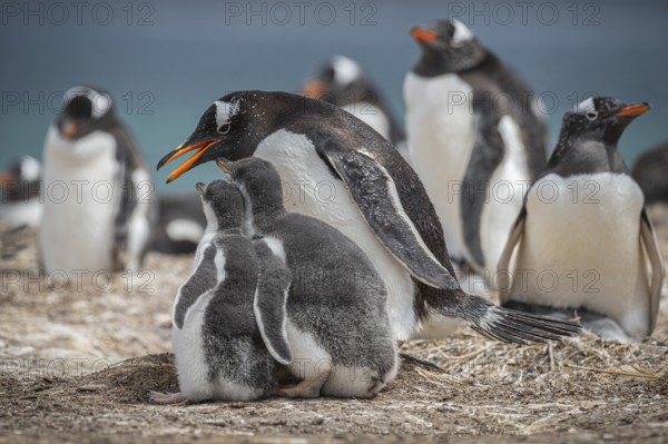 Gentoo penguin (Pygoscelis papua) with two chicks in a colony, Pebble Island, Falkland Islands, Great Britain, South Atlantic, South America