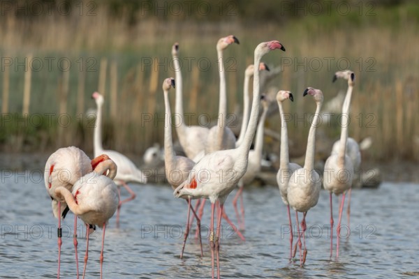 Greater Flamingos in courtship (Phoenicopterus roseus) in a swamp in spring. Saintes Maries de la Mer, Parc naturel regional de Camargue, Arles, Bouches du Rhone, Provence Alpes Cote d'Azur, France, Europe