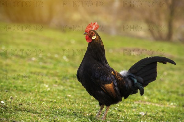 A cock grazing on green backyard grass