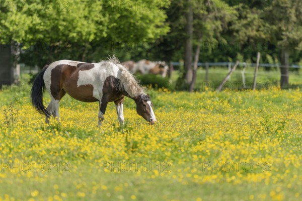 Horse in a green pasture filled with yellow buttercups. Bas-Rhin, Collectivite europeenne d'Alsace, Grand Est, France, Europe