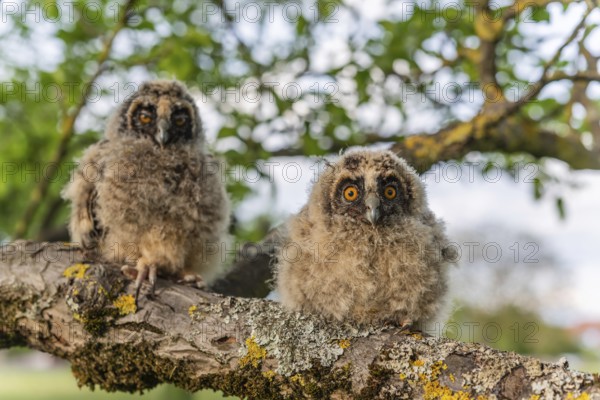 Long-eared Owl chicks (Asio otus) perched on a branch in an orchard in spring. Alsace, France, Europe