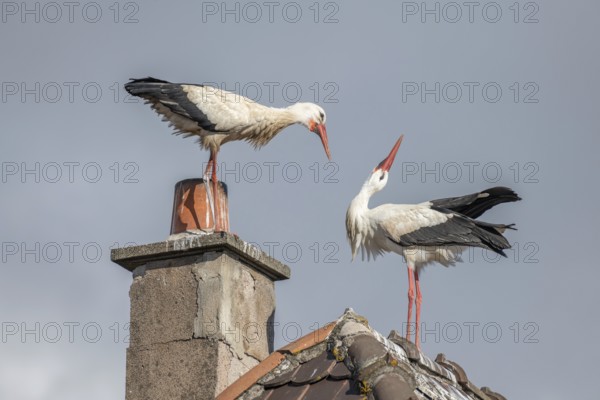 Couple of white stork (ciconia ciconia) in courtship display in late winter