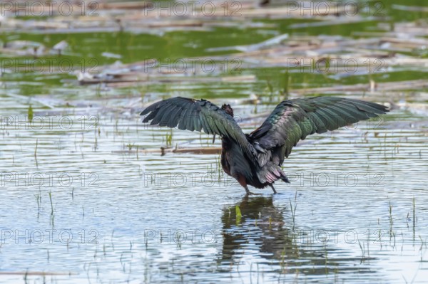 Glossy Ibis (Plegadis falcinellus) Wading Bird
