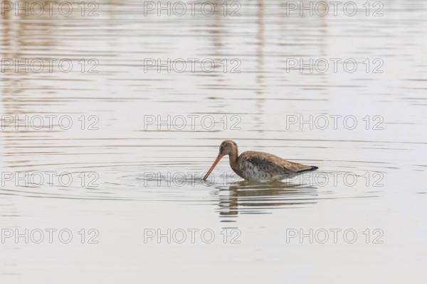 Black Tailed Godwit (Limosa limosa) Wader Bird Foraging