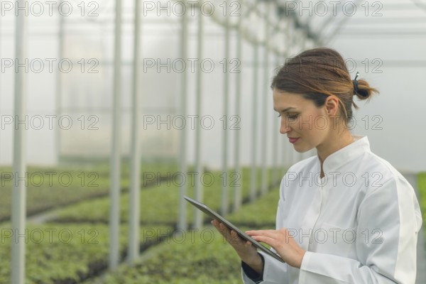 Greenhouse Seedlings Growth. Female Agricultural Engineer using tablet