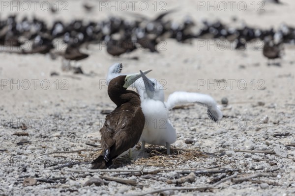 Breeding terns, Great Barrier Reef, Michaelmas Cay National Park, in the north-east of the Australian state of Queensland